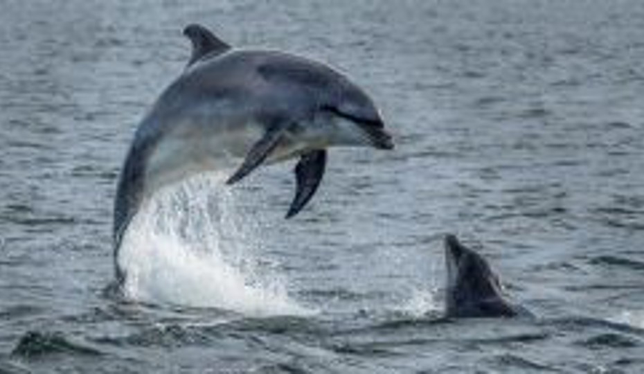 Two dolphins playing in the sea