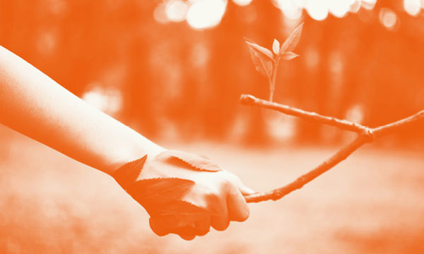 Hand holding a tree branch