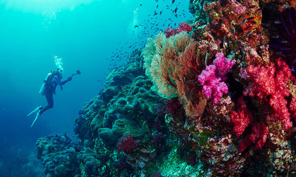 Scuba diver in a coral reef