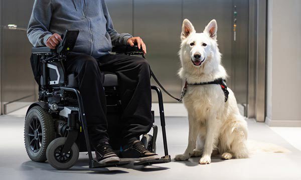 Person in a wheelchair with an assistance dog