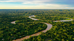 The Amazon rainforest