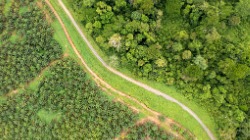 Aerial view of a palm oil plantation at the edge of tropical rainforest