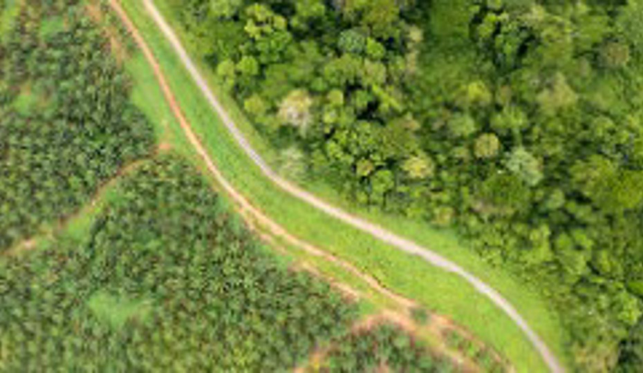 Aerial view of a palm oil plantation at the edge of tropical rainforest